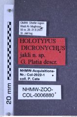 Etiketten zu Dicronychus jakli (Platia, 2018) (NHMW-ZOO-COL-0006880)